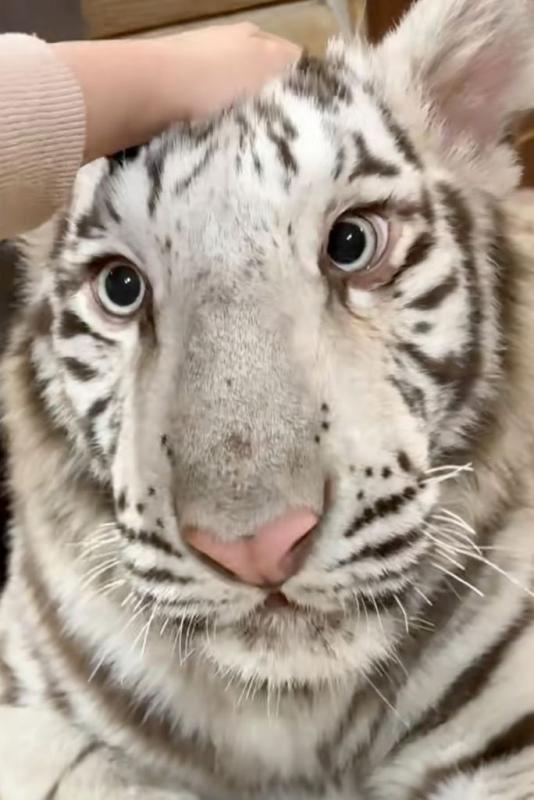 nuoi ho Bengal Trung Quoc anh 2