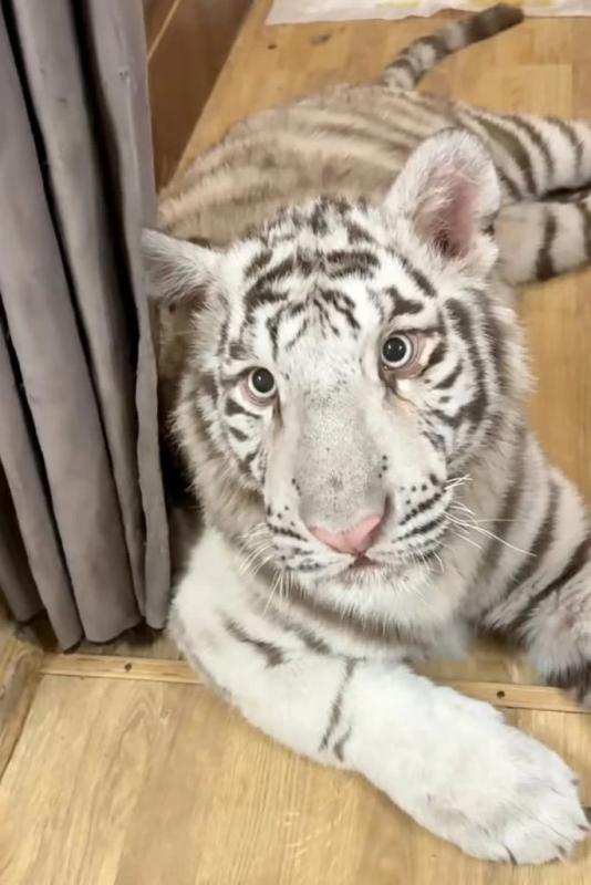 nuoi ho Bengal Trung Quoc anh 1