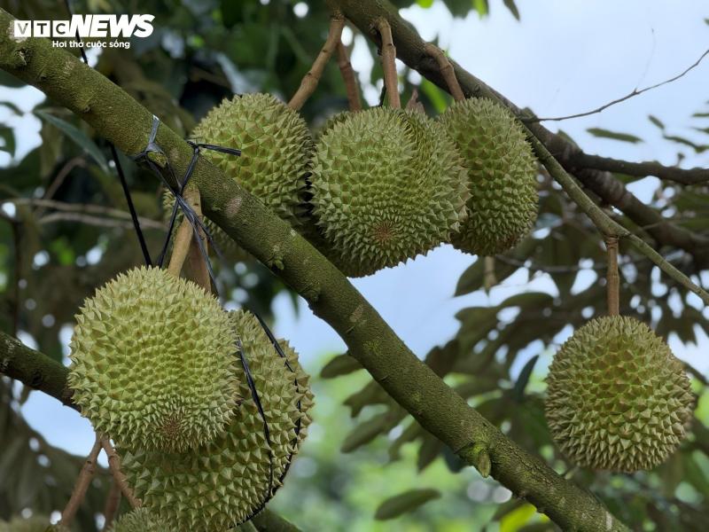 gia sau rieng,  musang king,  sau ri 6 anh 3