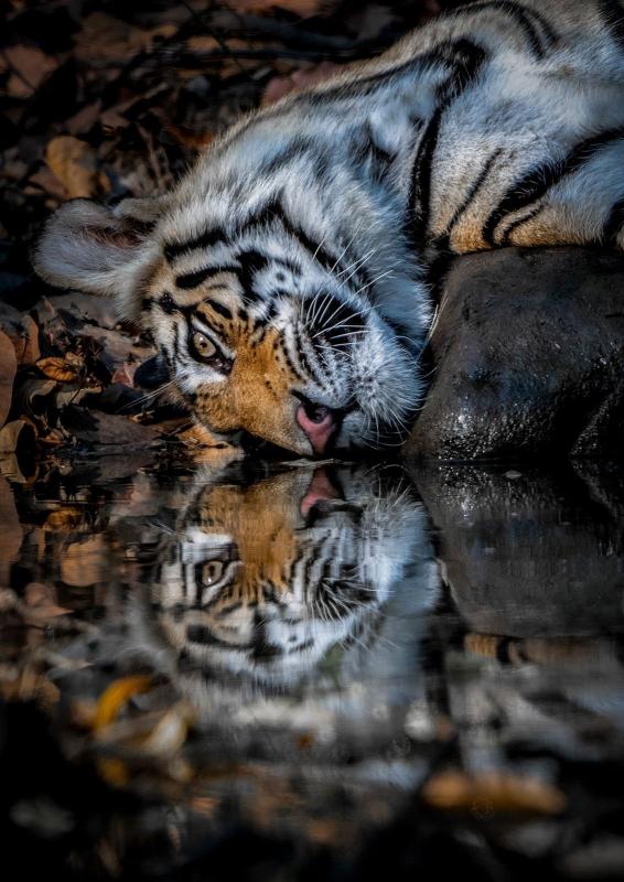 anh dong vat hoang da anh 8