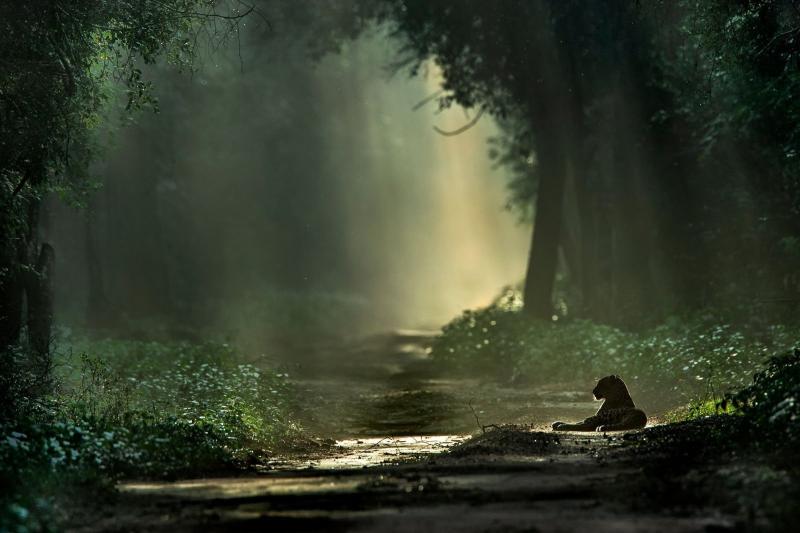 anh dong vat hoang da anh 15