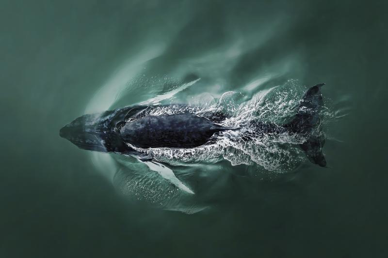 International Aerial Photographer anh 3