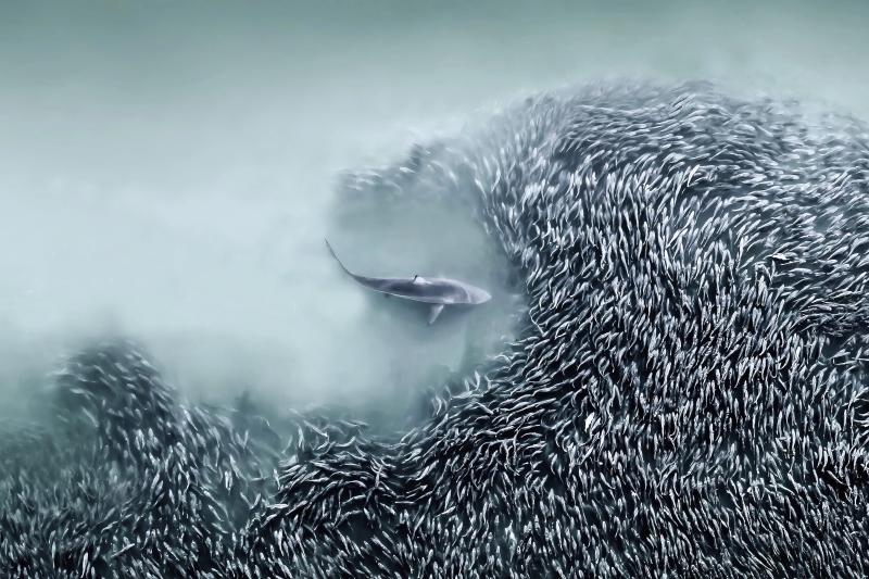 International Aerial Photographer anh 1