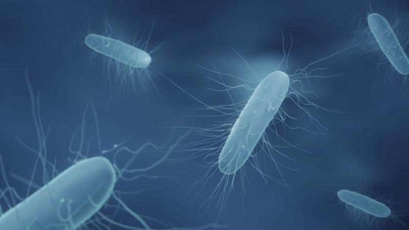 Nhiem khuan Listeria monocytogenes anh 1