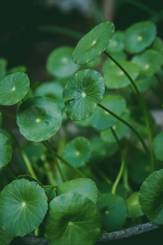 tac dung cua rau ma,  rau ma la gi,  chiet xuat rau ma,  rau ma diu da, cham soc da rau ma,  duoc lieu dong y,  centella asiatica la gi anh 3