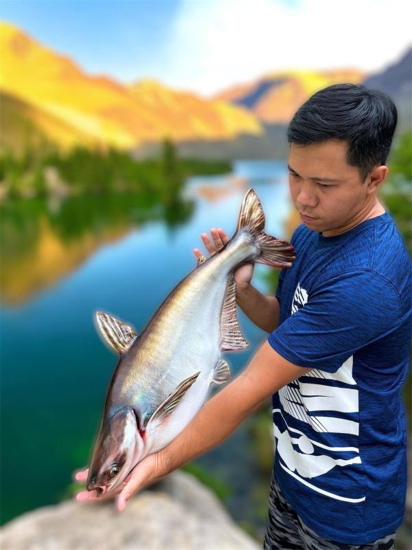 nuoi ca anh 6