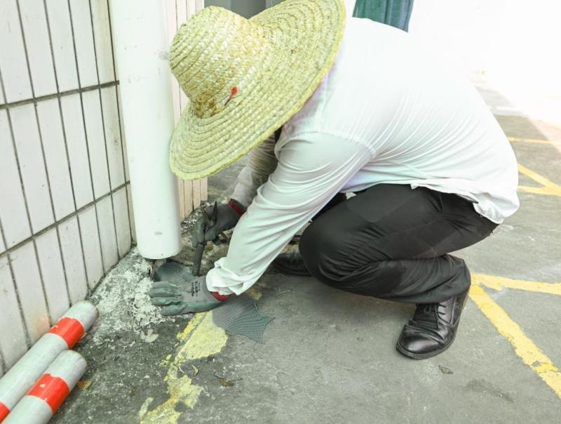 dich benh Chikungunya anh 2