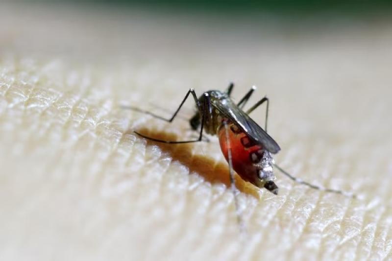 Chikungunya anh 2