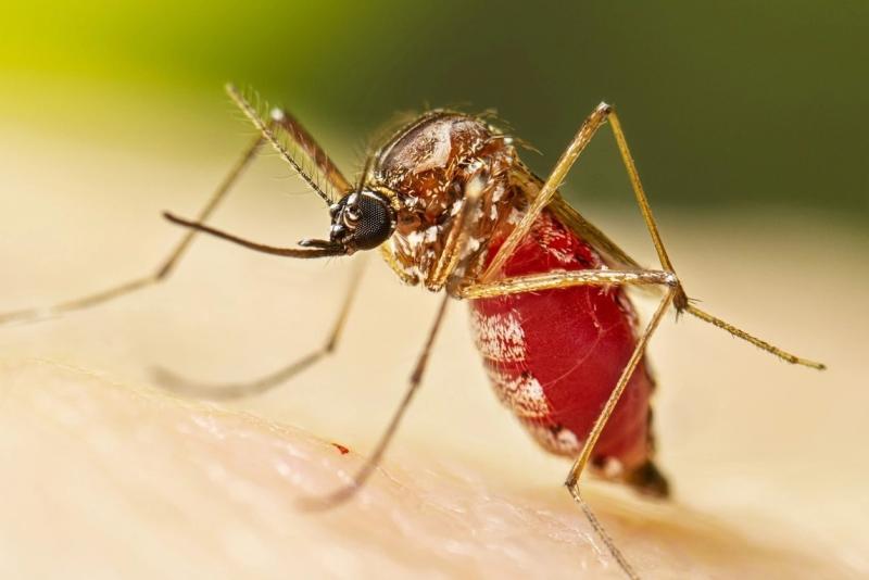 benh Chikungunya anh 1