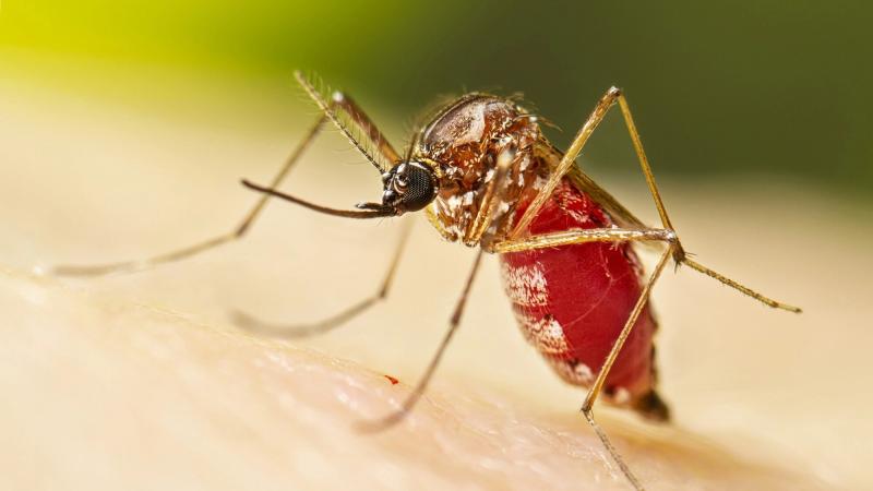 virus Chikungunya anh 1