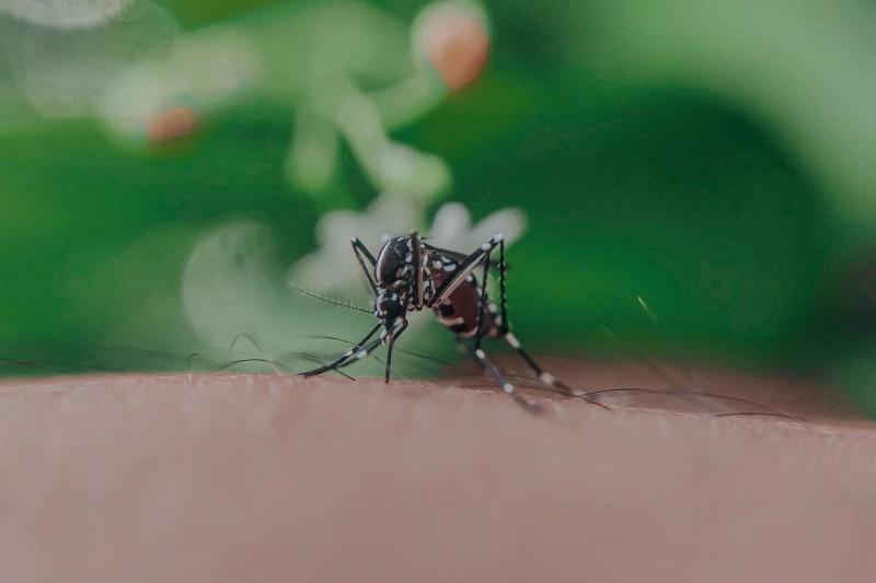 Virus chikungunya la gi anh 1