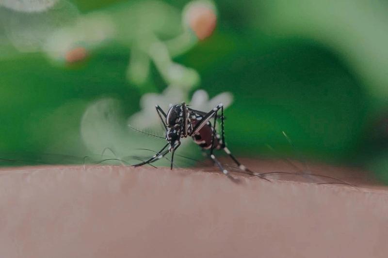 Benh Chikungunya anh 1